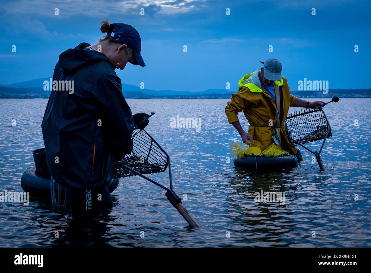 Shellfishing, workers collecting shellfish at the Arenal beach in the Ria of Arosa, in Pobra do Caraminal, Spain Stock Photo