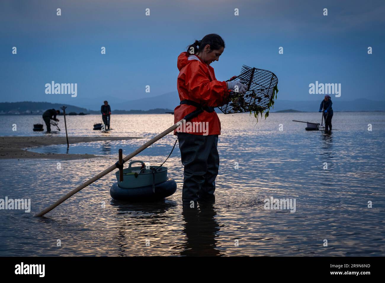 Shellfishing, workers collecting shellfish at the Arenal beach in the Ria of Arosa, in Pobra do Caraminal, Spain Stock Photo