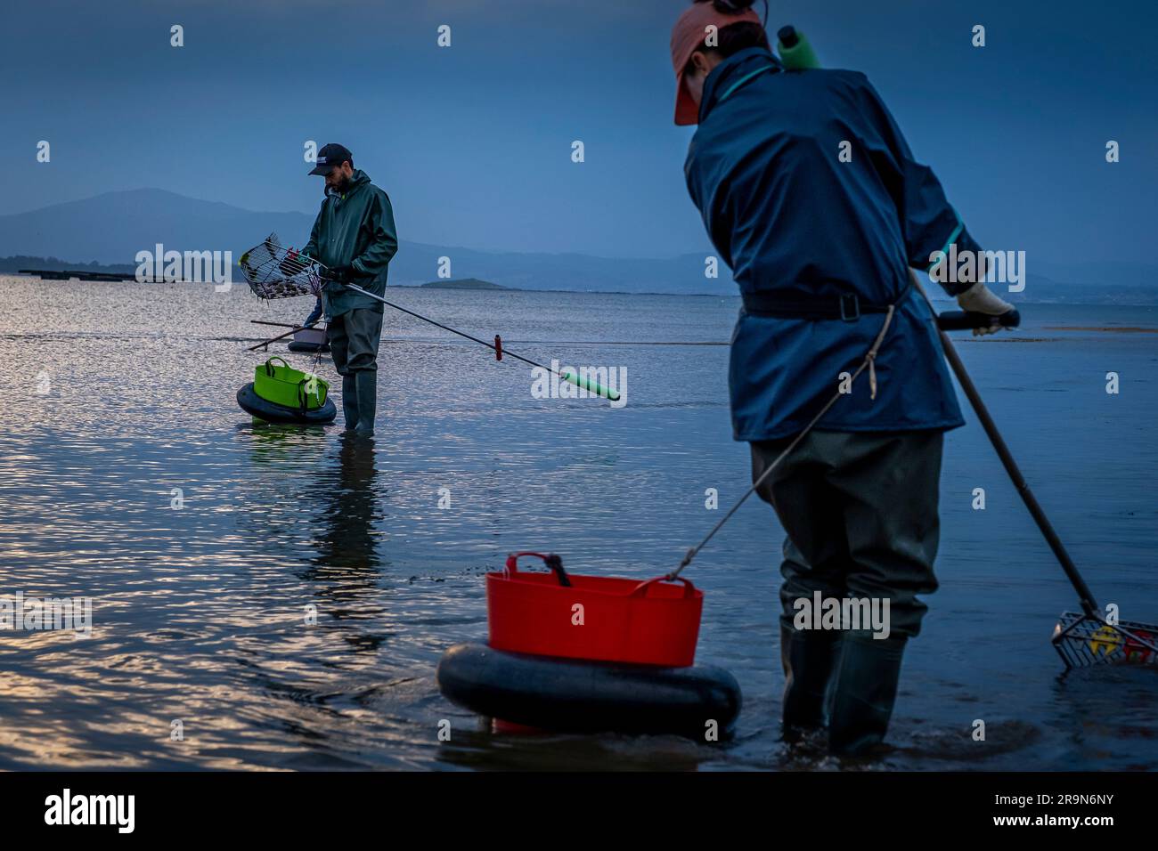 Shellfishing, workers collecting shellfish at the Arenal beach in the Ria of Arosa, in Pobra do Caraminal, Spain Stock Photo