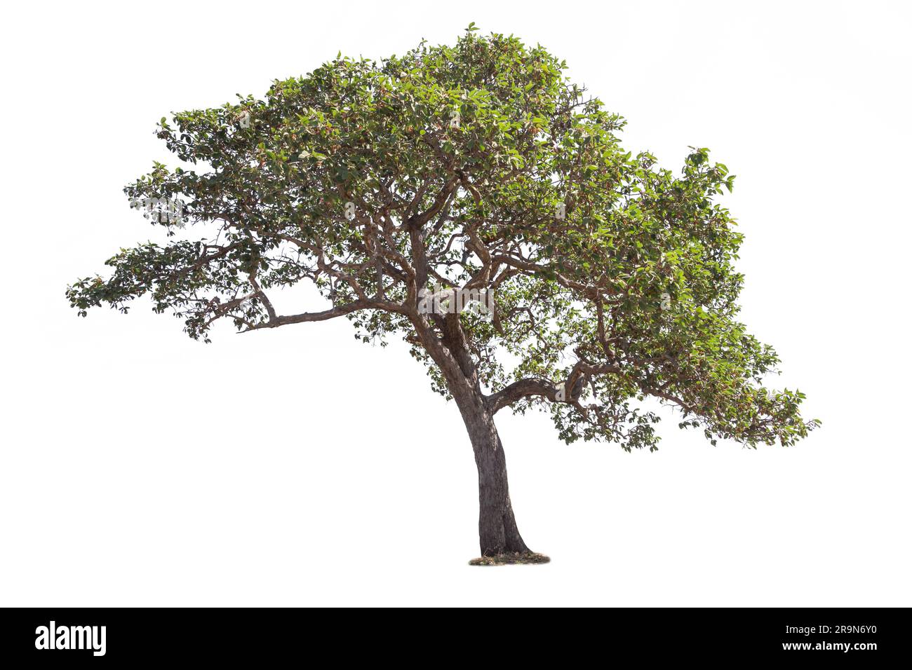 Tree isolated on white background, The tree on the white background. Stock Photo