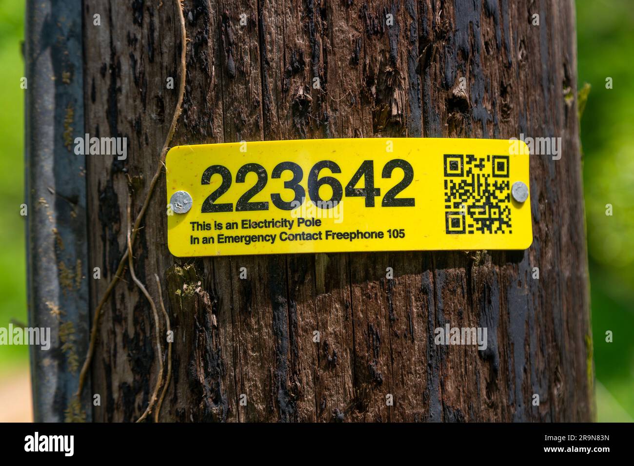 Yellow identification tag label with reference number on electricity pole, Suffolk, England, UK