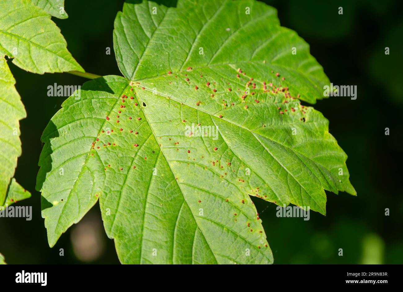 Gall mites 'Aceria cephalonea' on leaf of sycamore tree 'Acer pseudoplatanus', Suffolk, England, UK Stock Photo