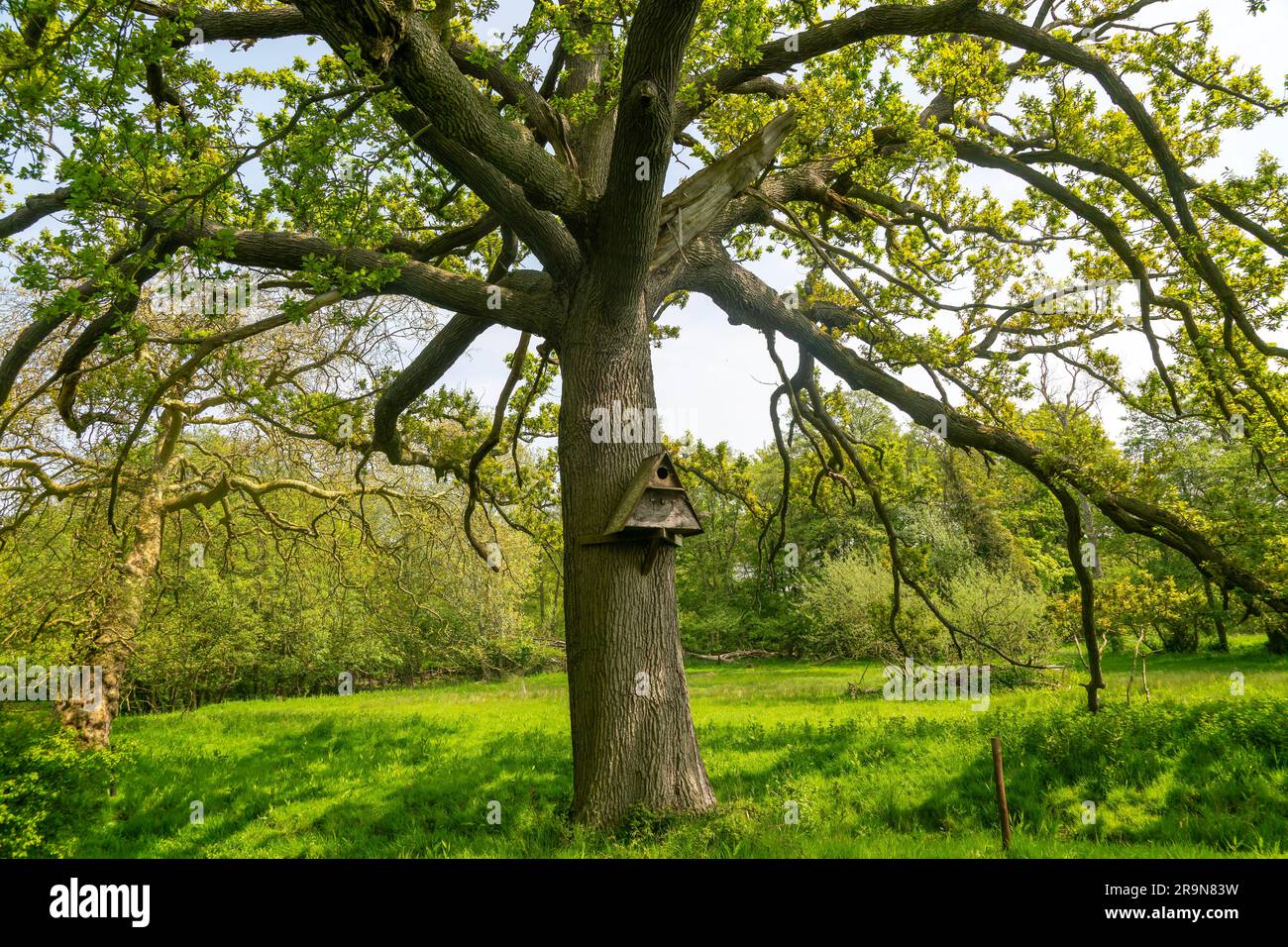 Tree mounted bird box hi-res stock photography and images - Alamy