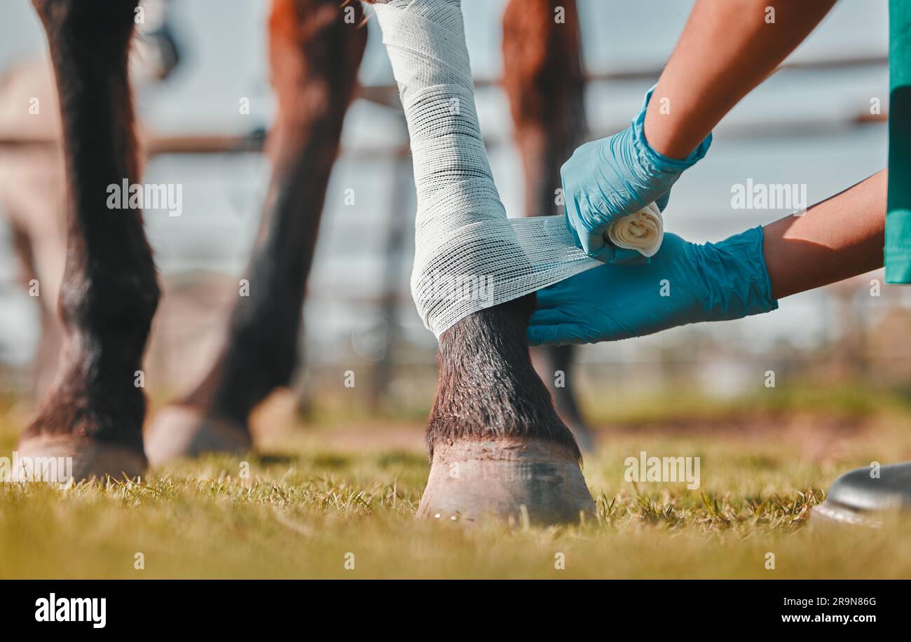 Horse, woman veterinary and bandage on legs outdoor for injury, wound