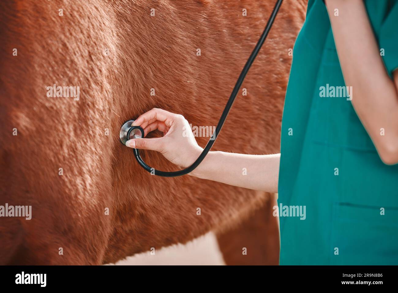 Horse hand woman hi-res stock photography and images - Alamy
