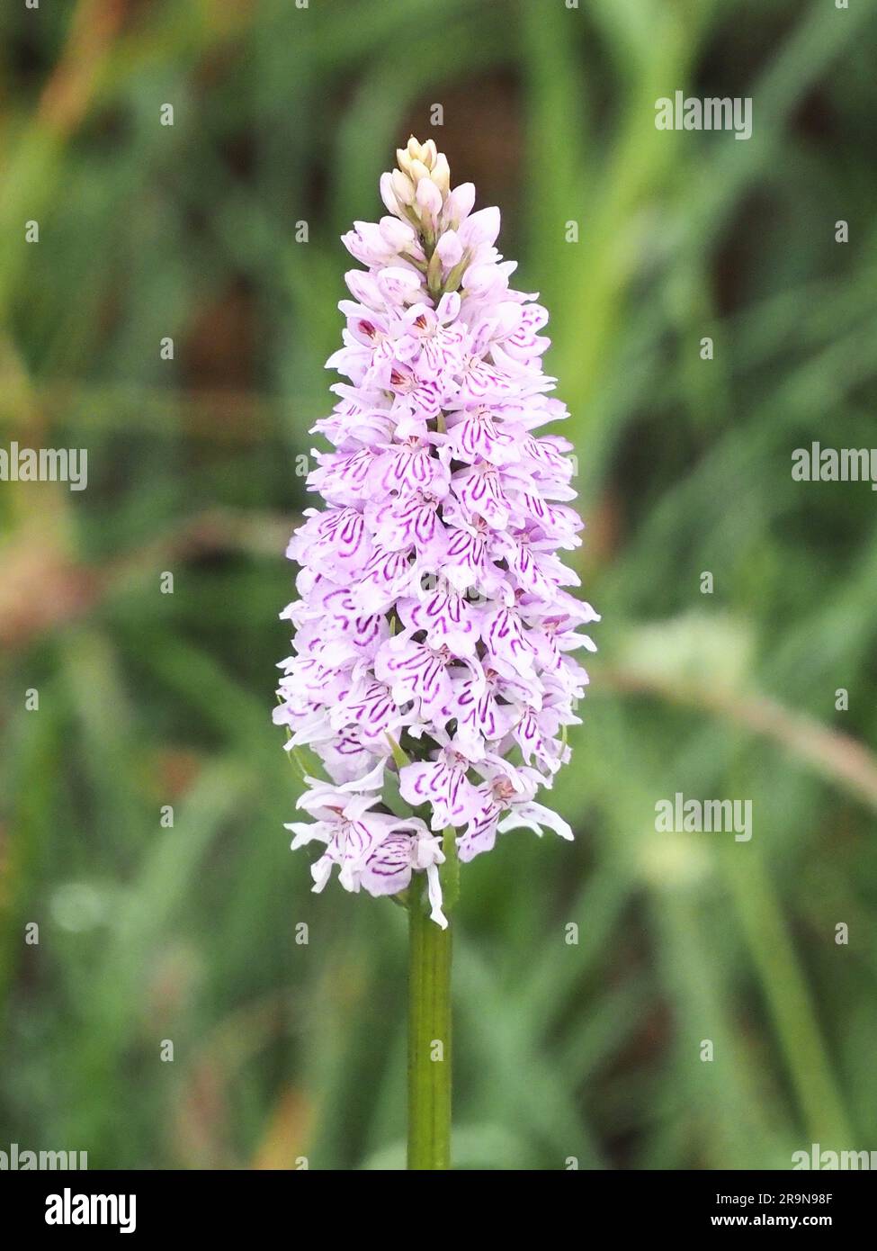 Common spotted Orchid Stock Photo