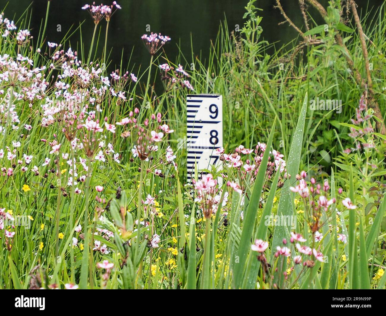 Water depth measure in a wild flower garden Stock Photo