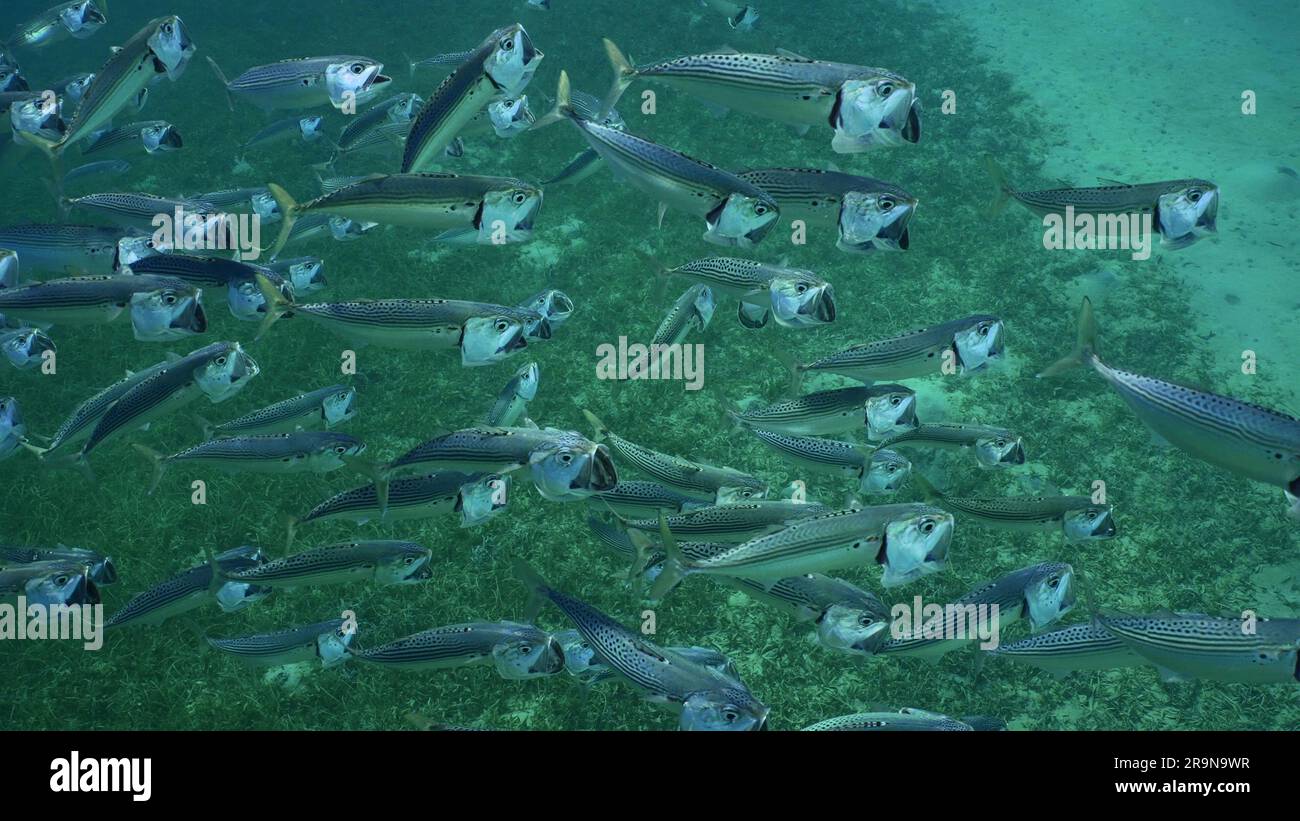Top view on shoal of Striped Mackerel or Indian Nackerel (Rastrelliger kanagurta) swimming with open mouths filtering for plankton on sunny day on sea Stock Photo