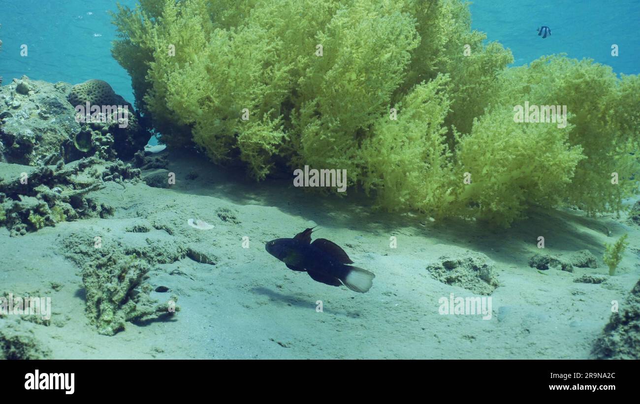 Blue White-barred Goby (Amblygobius Semicinctus, Amblygobius phalaena) swims near Soft coral Yellow Broccoli (Litophyton arboreum) on sandy seabed on Stock Photo