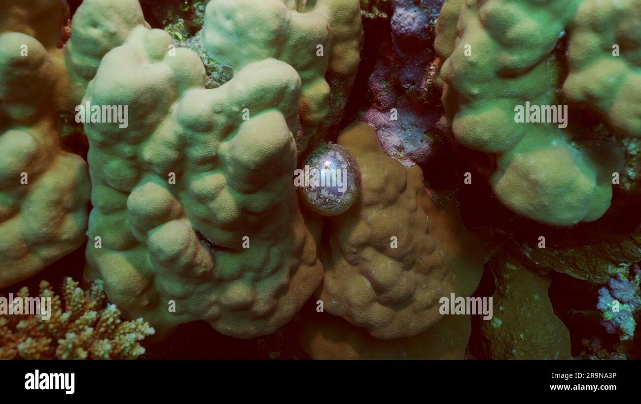Unicellular organisms Bubble algae, Sea grape, Sailor's eyeballs (Valonia ventricos) on hand corals, Red sea, Safaga, Egypt Stock Photo