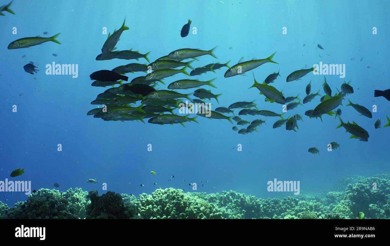 School of Yellowfin Goatfish (Mulloidichthys vanicolensis) swims in blue water in coral garden covered with hard corals, Red sea, Safaga, Egypt Stock Photo