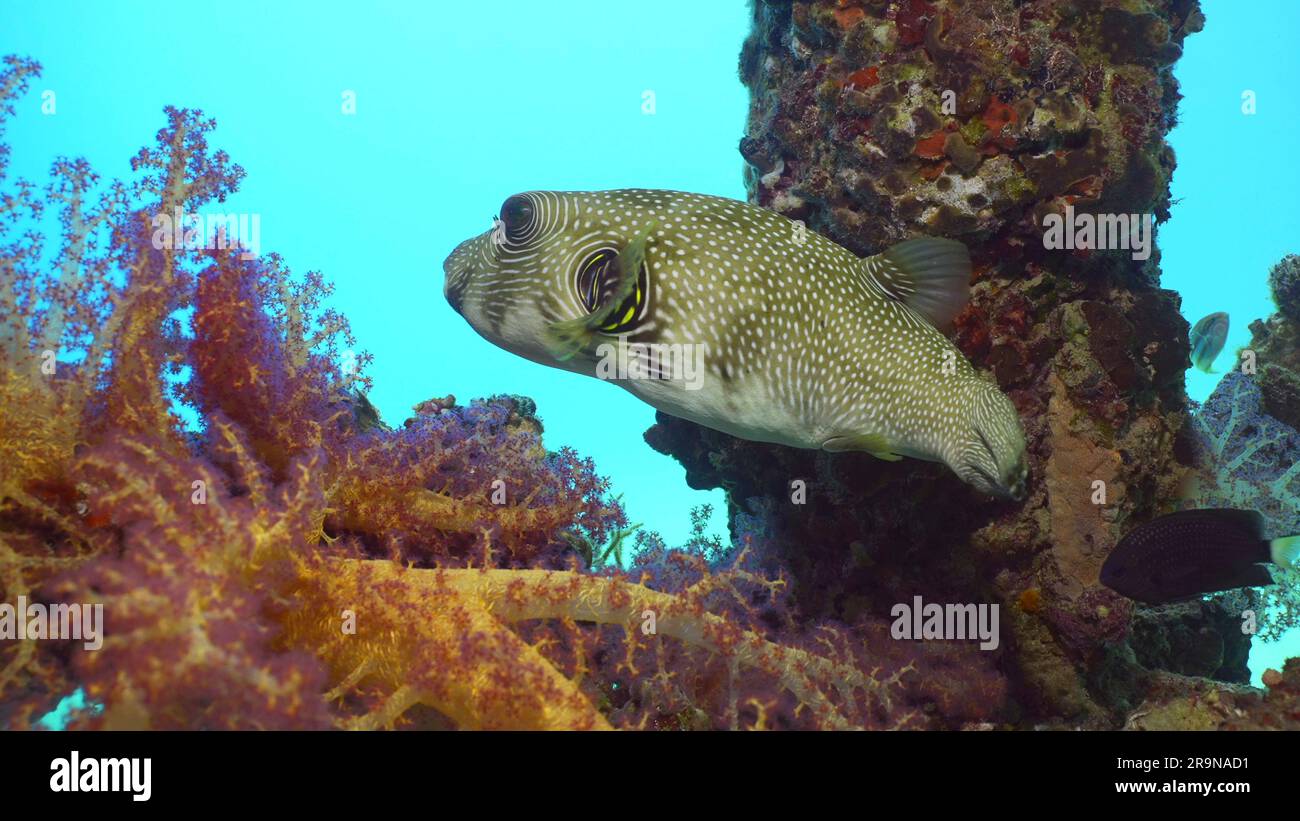 Closeup of Broadbarred Toadfish or Whitespotted puffer (Arothron