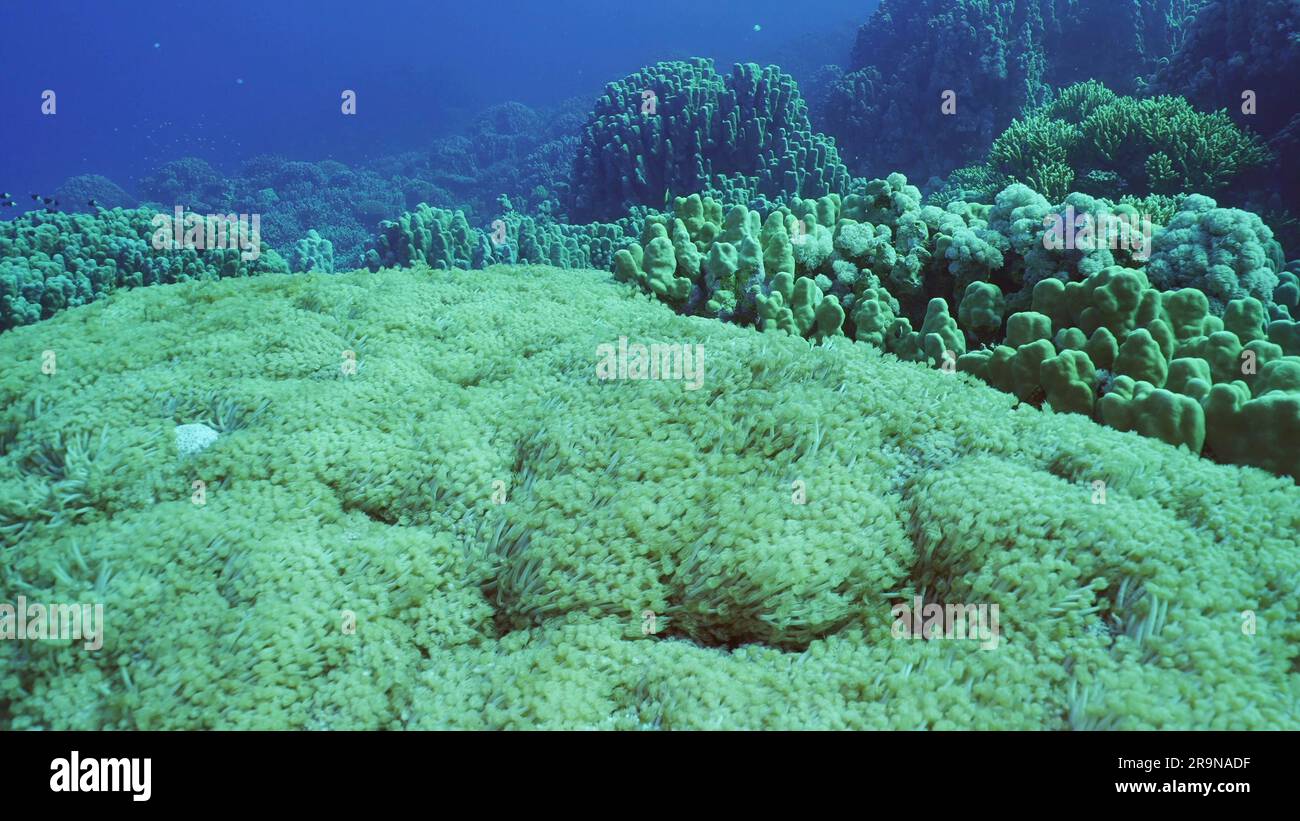 Flowerpot coral or Anemone coral (Goniopora columna) in coral garden, Red sea, Safaga, Egypt Stock Photo