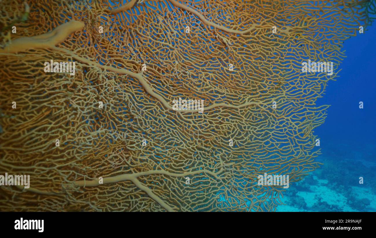 Close up of soft coral Giant Gorgonian or Sea fan (Subergorgia mollis) in coral garden at sea depth, Red sea, Safaga, Egypt Stock Photo