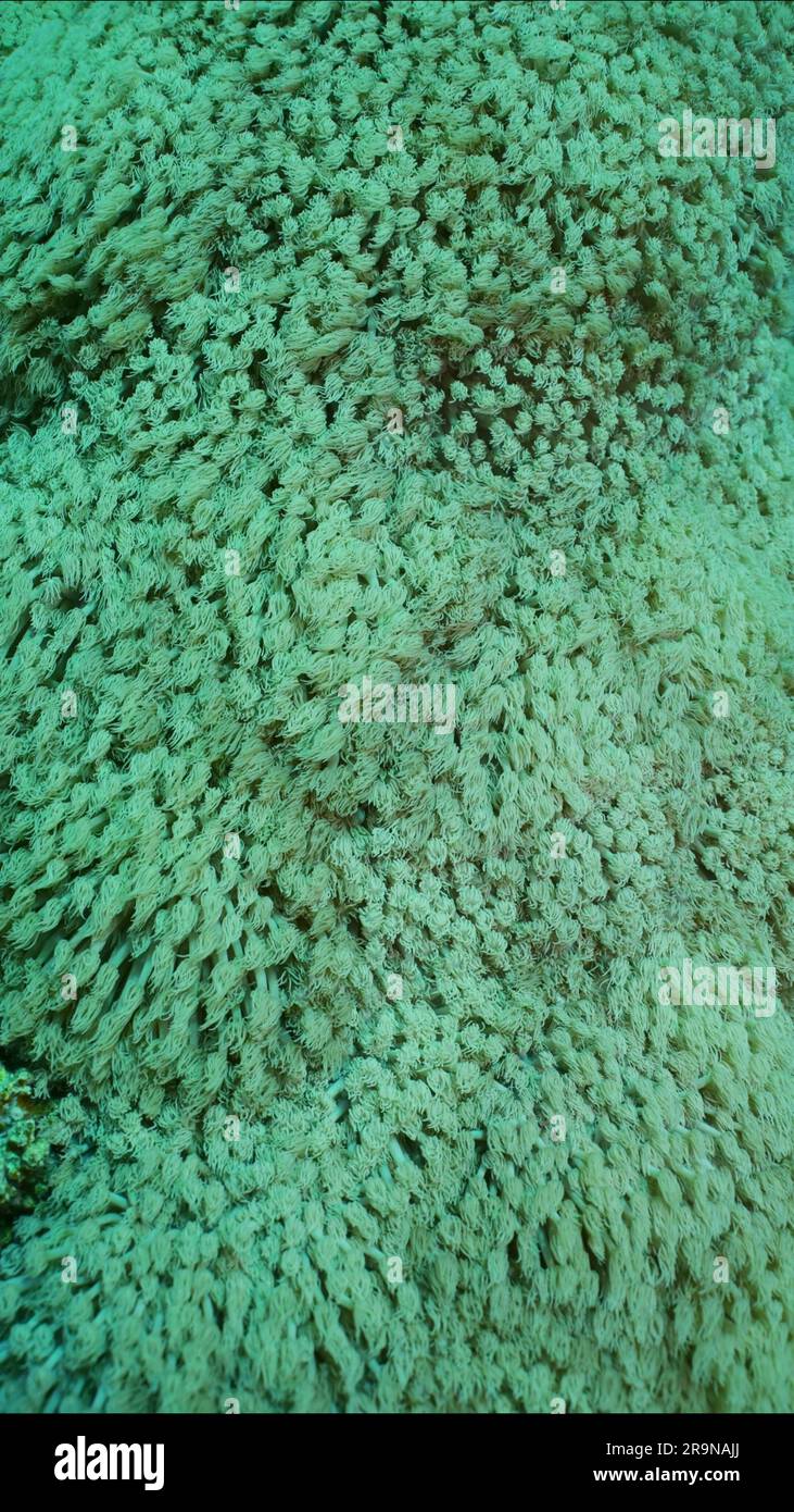 Close-up, Colonies of Flowerpot coral or Anemone coral (Goniopora columna). Coral polyps feed by filtering on plankton. Natural background of coral po Stock Photo