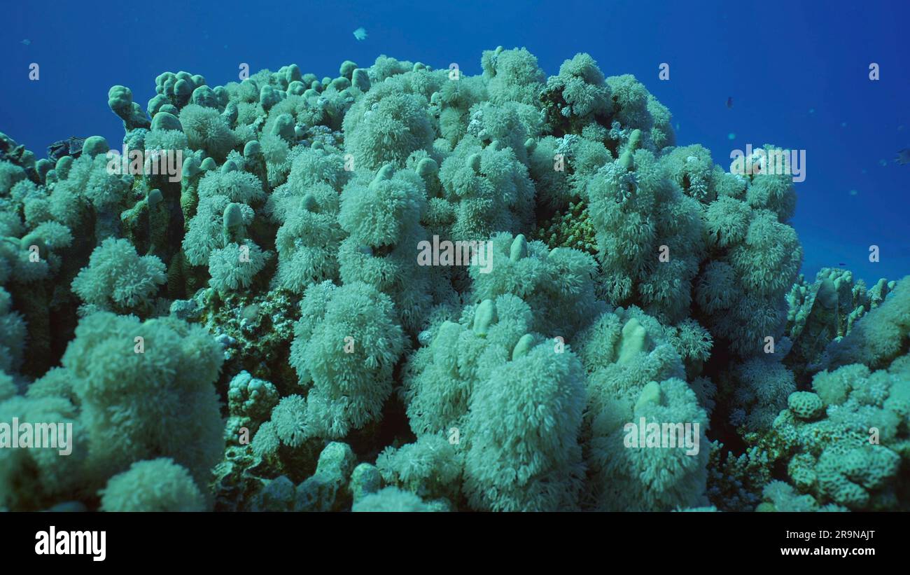 Flowerpot coral or Anemone coral (Goniopora columna) grown on hard corals Porites, Red sea, Safaga, Egypt Stock Photo