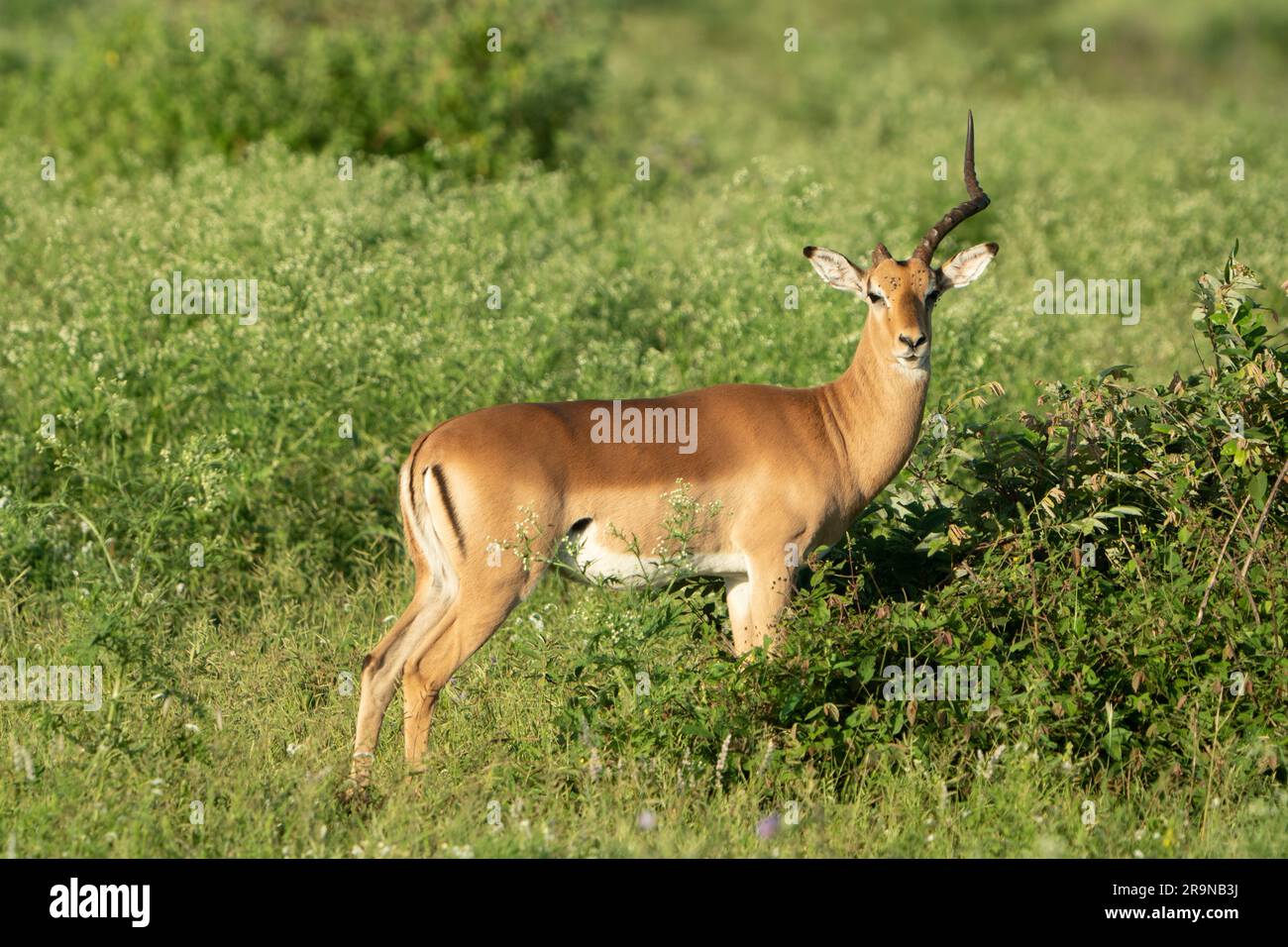 Gazelle stands hi-res stock photography and images - Alamy