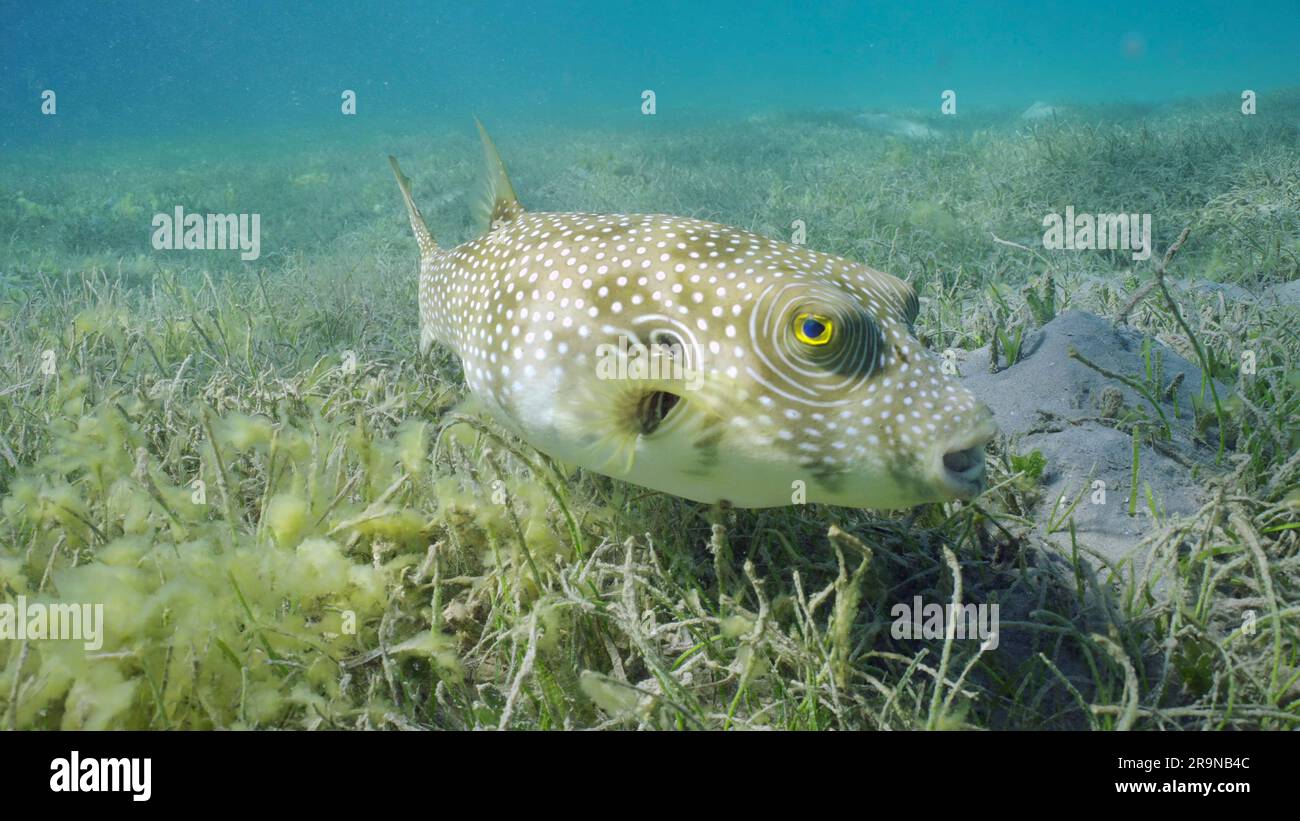 Red Sea, Egypt. 24th June, 2023. Broadbarred Toadfish or White-spotted puffer (Arothron hispidus) swims over seagrass bed among Round Leaf Sea Grass or Noodle seagrass (Syringodium isoetifolium) in evening, Red sea, Safaga, Egypt (Credit Image: © Andrey Nekrasov/ZUMA Press Wire) EDITORIAL USAGE ONLY! Not for Commercial USAGE! Stock Photo