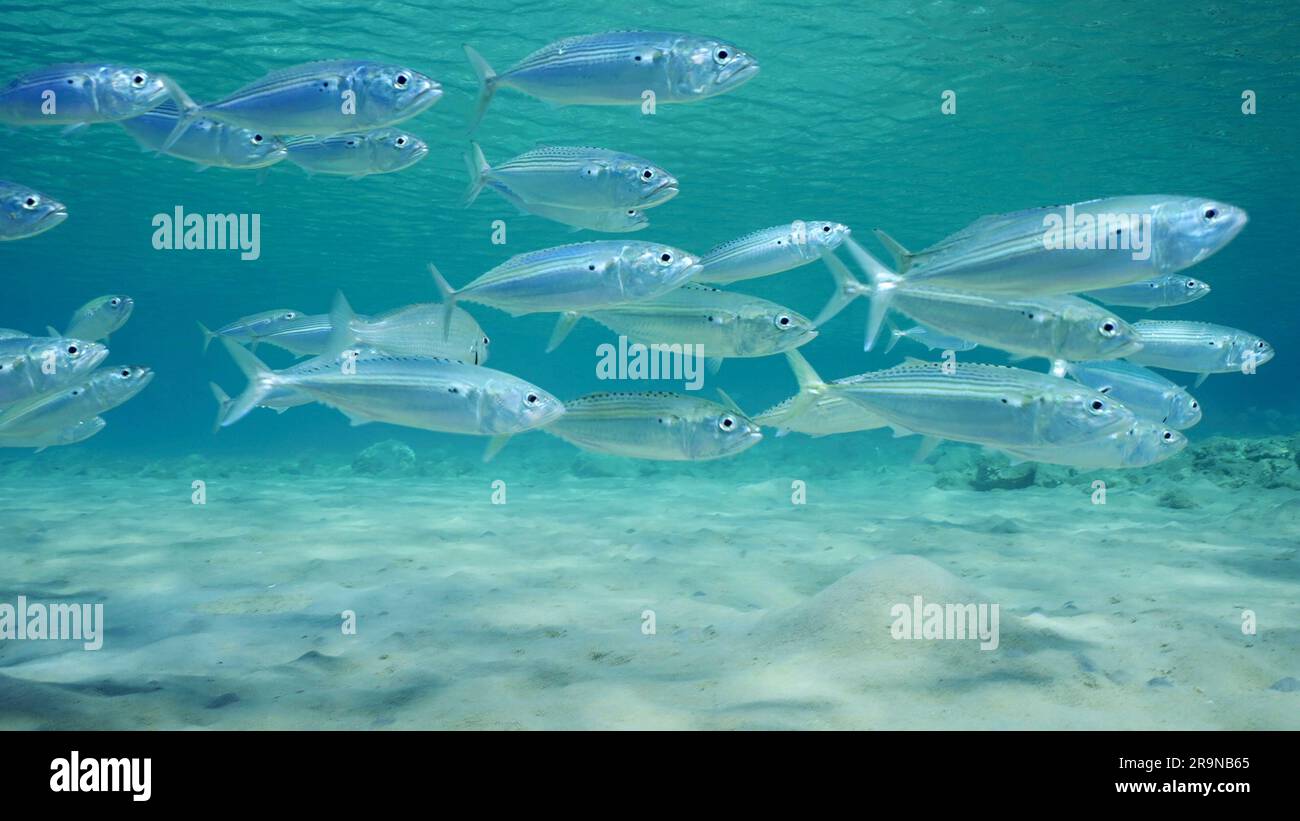 Red Sea, Egypt. 24th June, 2023. School of Mackerel fish swims over sandy seabed in shallow water on bright sunny day in sunrays, Red sea, Safaga, Egypt (Credit Image: © Andrey Nekrasov/ZUMA Press Wire) EDITORIAL USAGE ONLY! Not for Commercial USAGE! Stock Photo