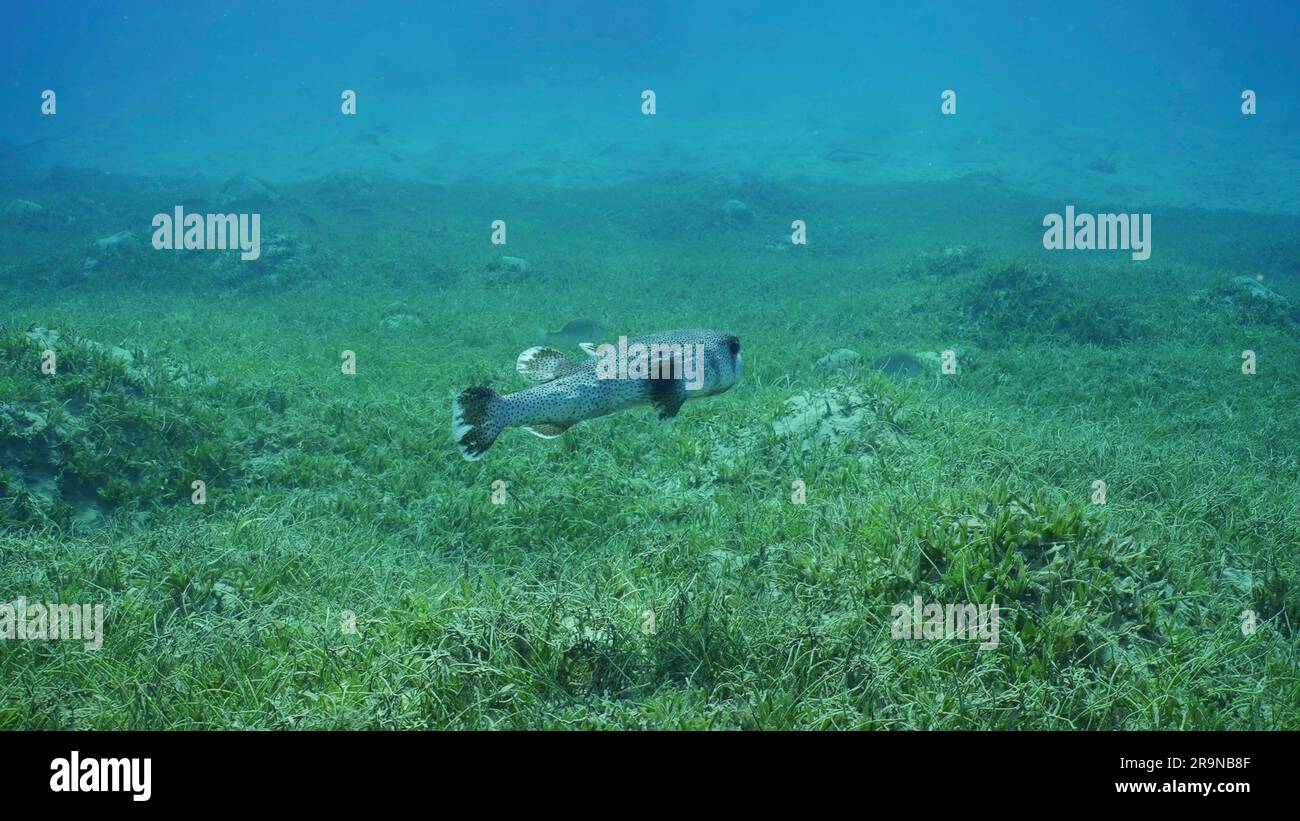 Zumar Fish Red Sea, Egypt. 24th June, 2023. Giant Porcupinefish or Spotted ...
