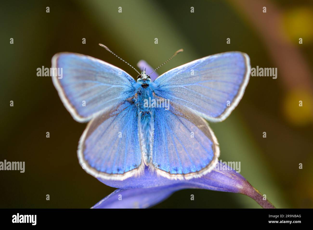 Common blue butterfly or European common blue - Polyommatus icarus - resting on a blue blossom Stock Photo