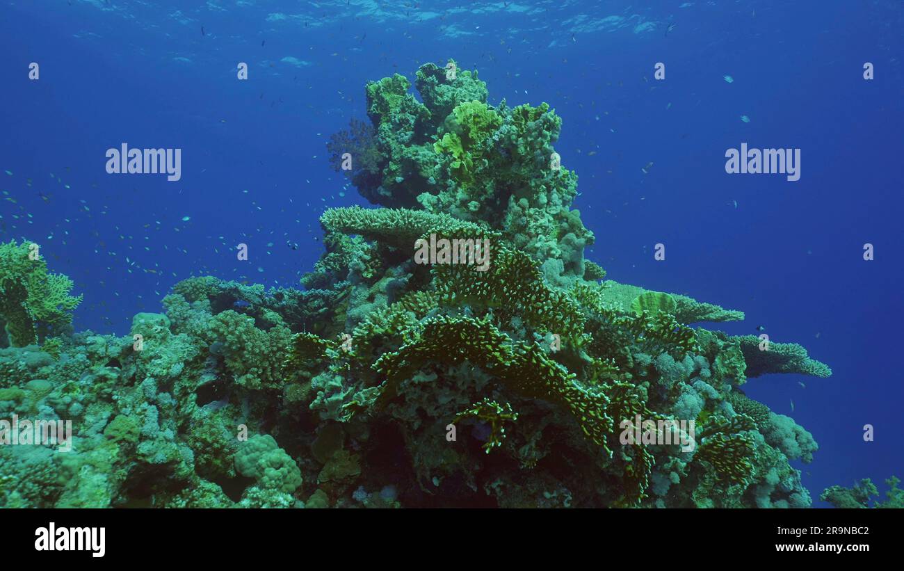 Zumar Fish Red Sea, Egypt. 24th June, 2023. Beautiful tropical coral reef in coral ...