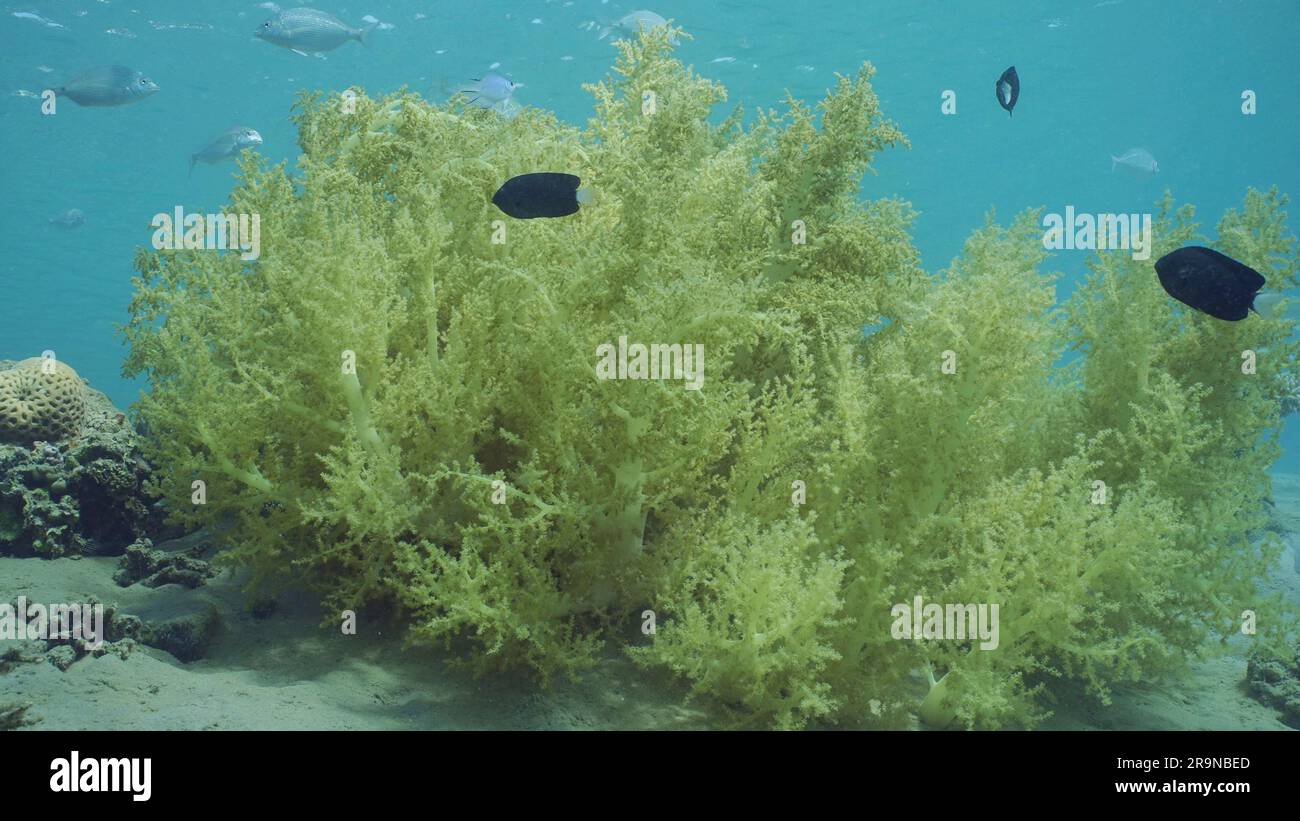 Red Sea, Egypt. 24th June, 2023. Soft coral Yellow Broccoli or Broccoli coral (Litophyton arboreum) Red sea, Safaga, Egypt (Credit Image: © Andrey Nekrasov/ZUMA Press Wire) EDITORIAL USAGE ONLY! Not for Commercial USAGE! Stock Photo
