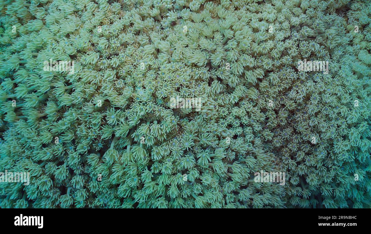 Red Sea, Egypt. 24th June, 2023. Close-up, Colonies of Flowerpot coral or Anemone coral (Goniopora columna). Coral polyps feed by filtering on plankton. Natural background of coral polyps, Red sea, Egypt (Credit Image: © Andrey Nekrasov/ZUMA Press Wire) EDITORIAL USAGE ONLY! Not for Commercial USAGE! Stock Photo