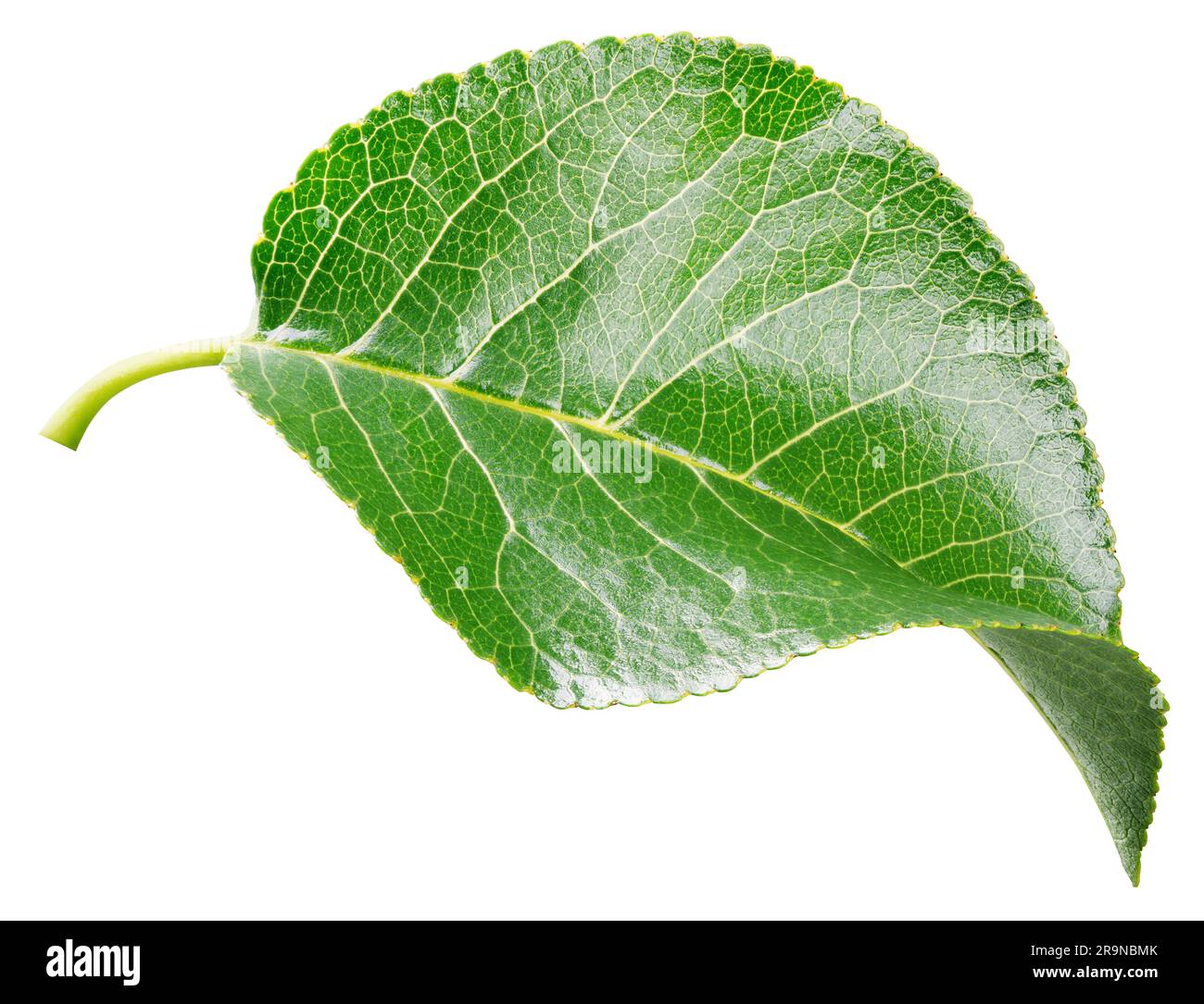 Apple leaf isolated on white background. Fruit green leaf with clipping ...