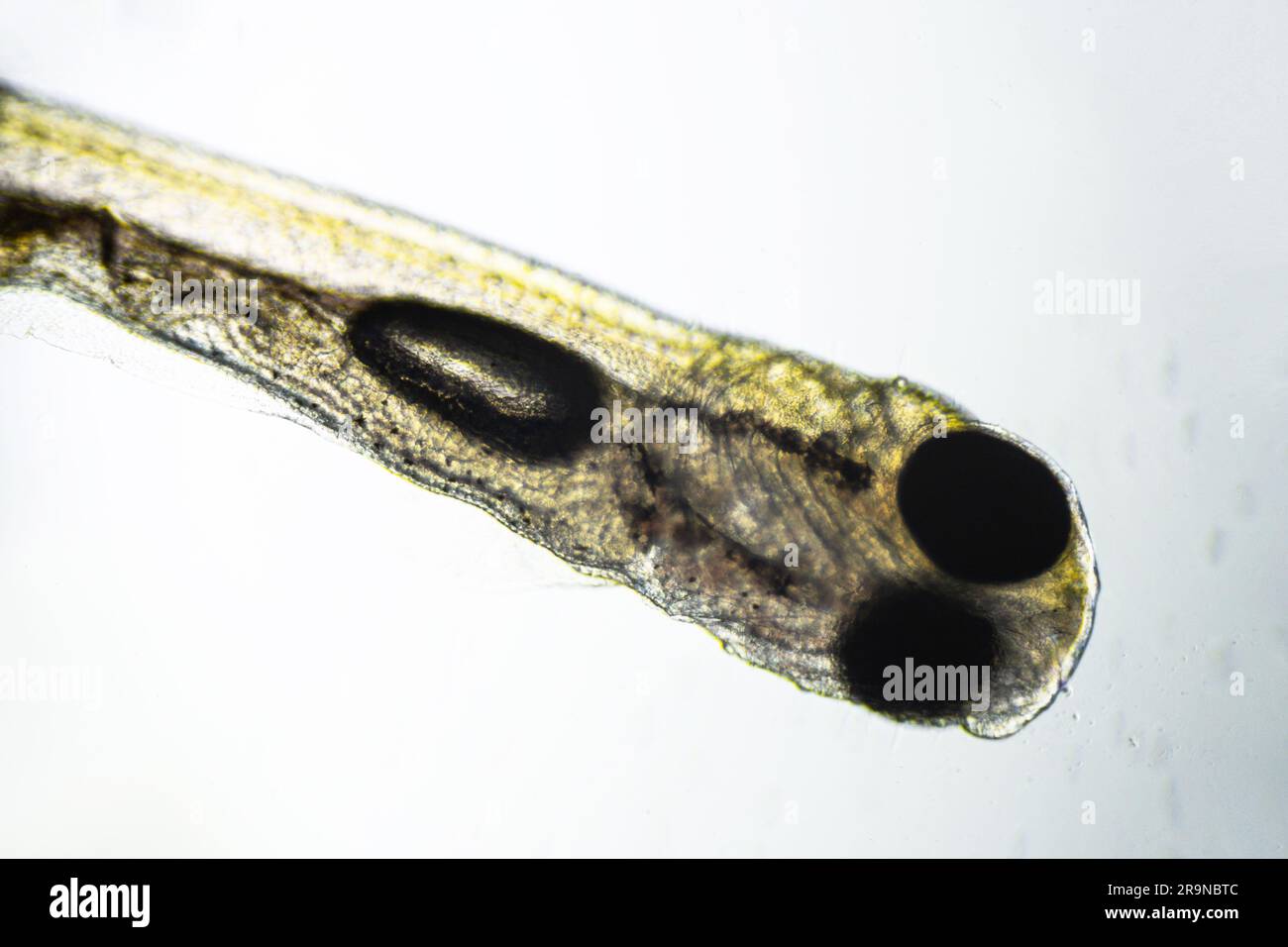 newly hatched freshwater fish under a light microscope Stock Photo Alamy