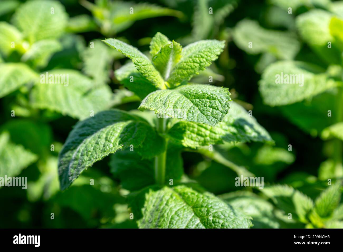 Close up of leaves of spearmint plant, 'mentha spicata' , Suffolk, England, UK Stock Photo