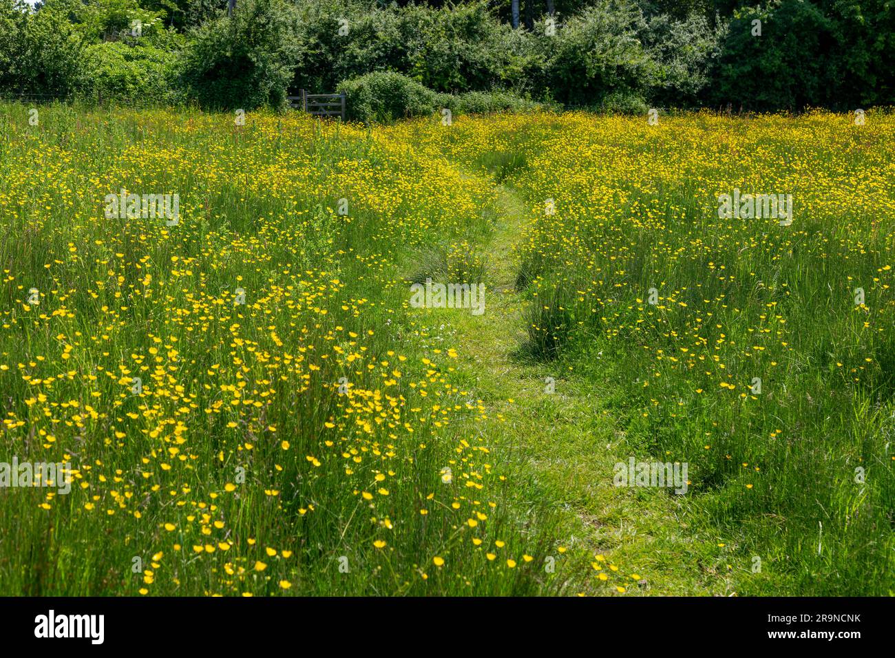 Path winding marshy field meadow to stile, Shottisham, Suffolk, England, UK Yellow flowers thought to be Ranunculus flammula  Lesser Spearwort Stock Photo