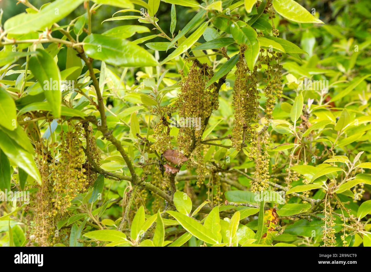 Flowers and leaves of Holm Oak tree, 'Quercus ilex', Suffolk, England ...