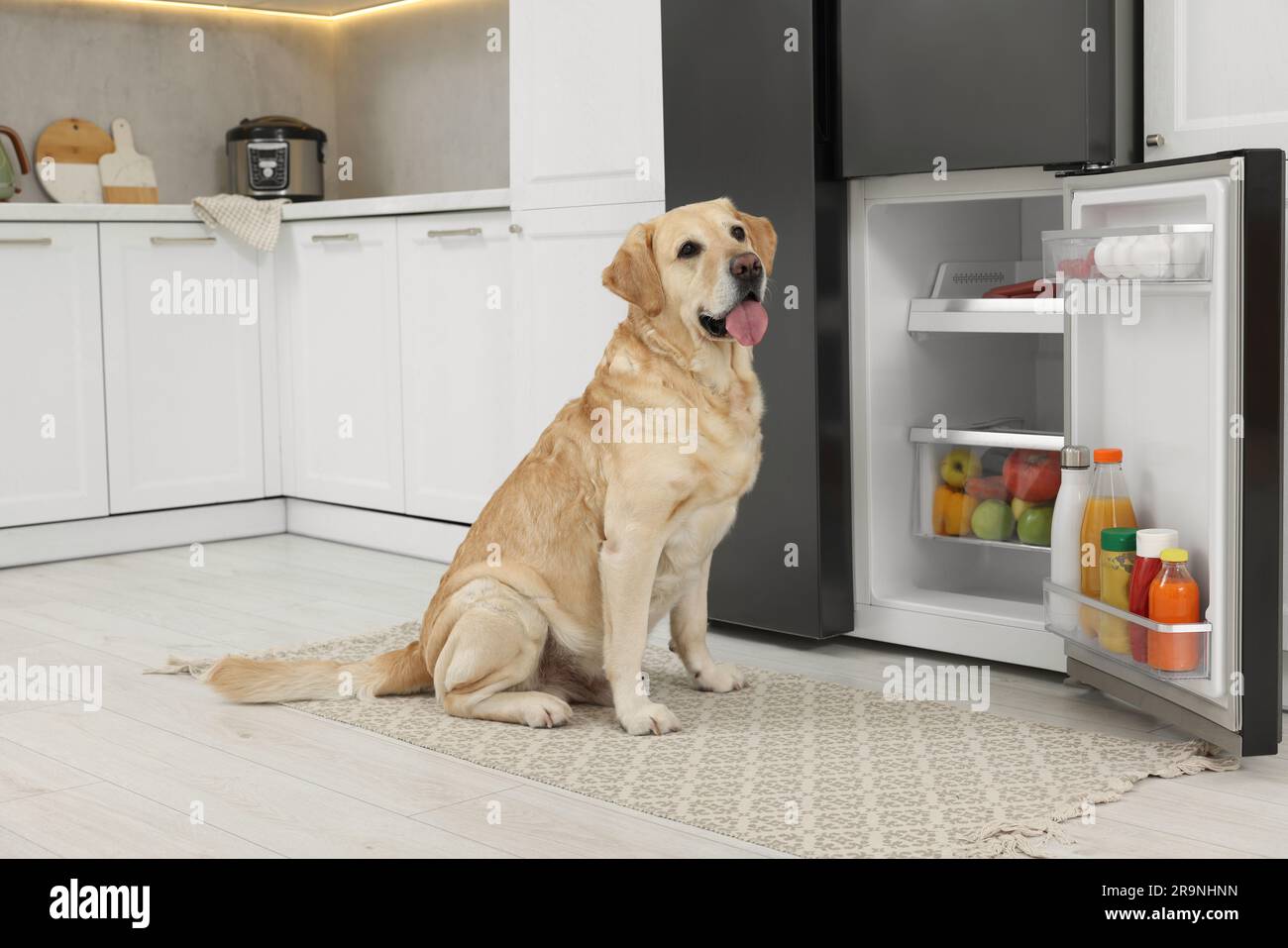 Cute Labrador Retriever near open refrigerator in kitchen Stock Photo