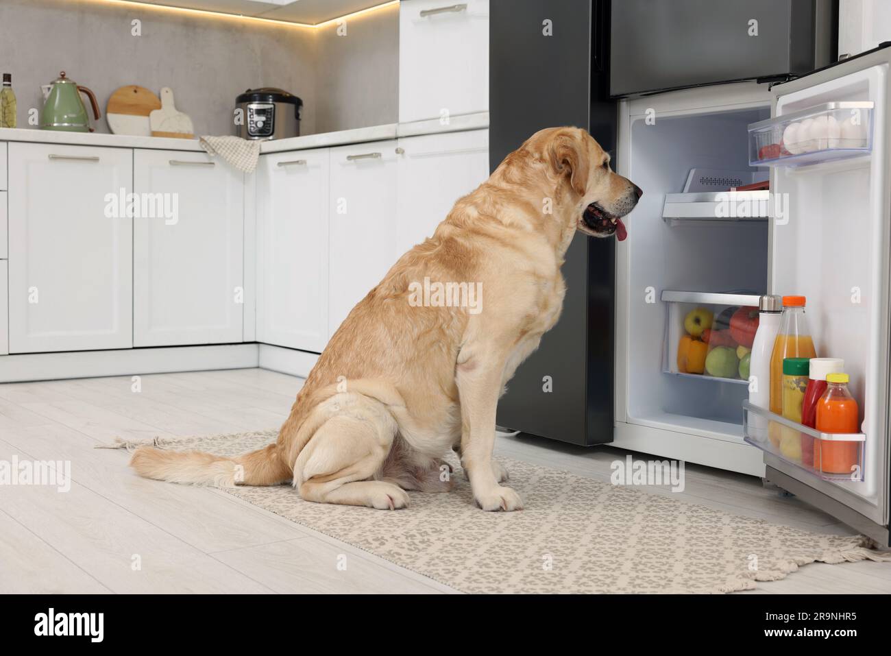 Cute Labrador Retriever seeking for food in kitchen refrigerator Stock Photo