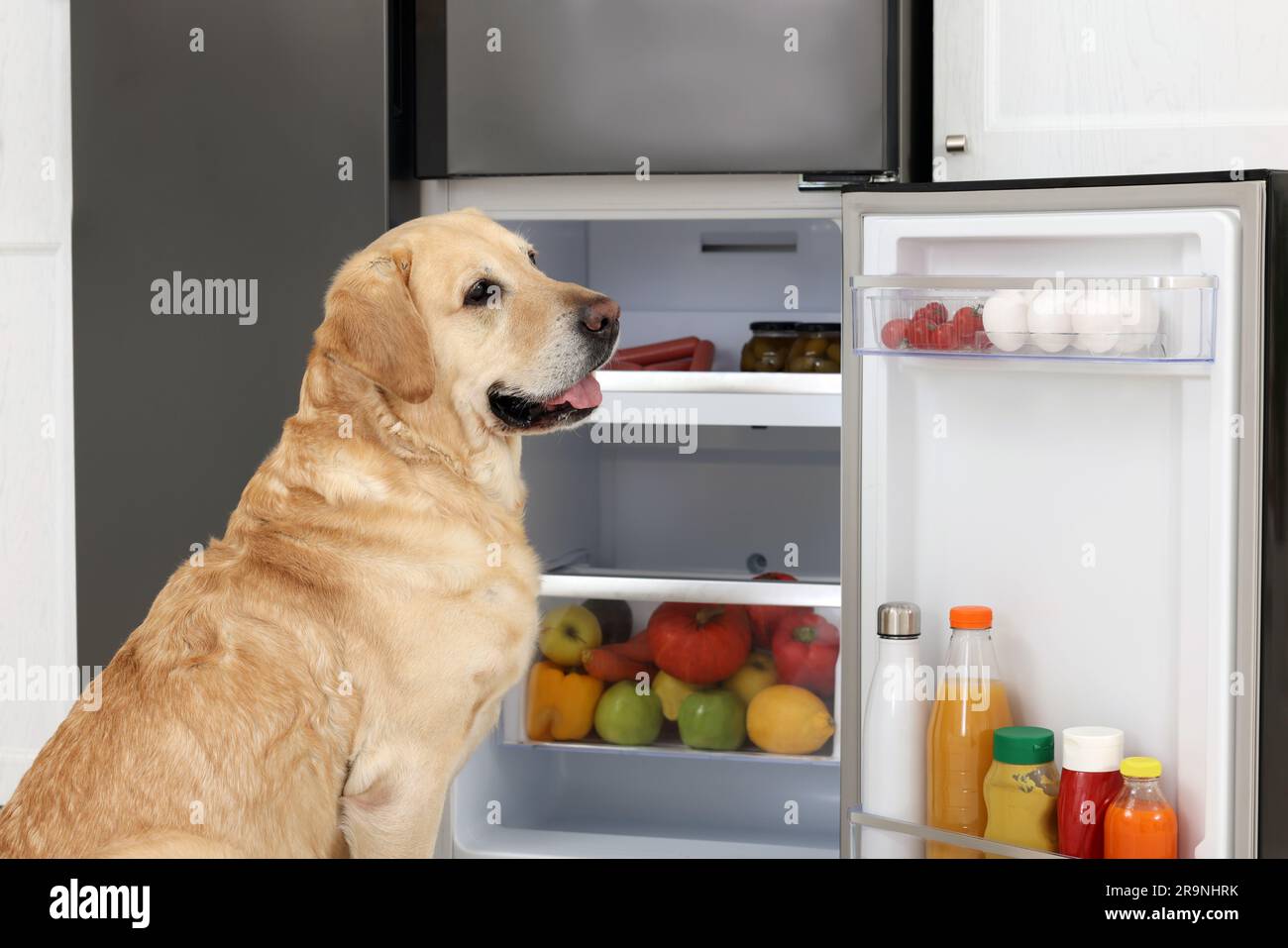 Cute Labrador Retriever near open refrigerator indoors Stock Photo