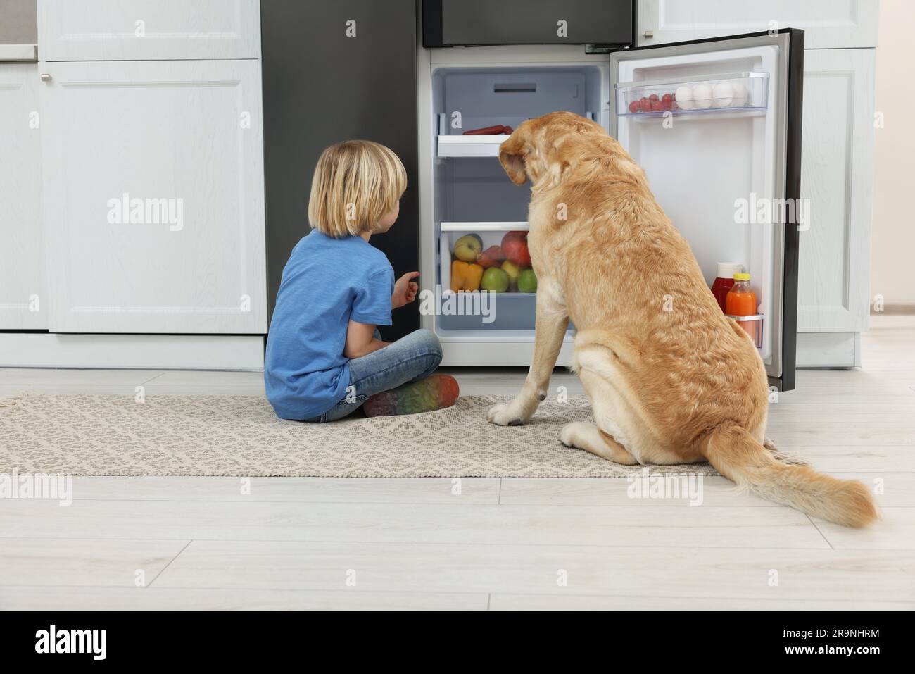 Little boy and cute Labrador Retriever seeking for food in refrigerator indoors Stock Photo