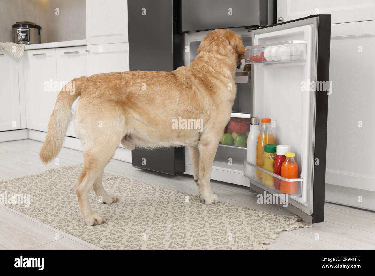 Cute Labrador Retriever seeking for food in kitchen refrigerator Stock Photo