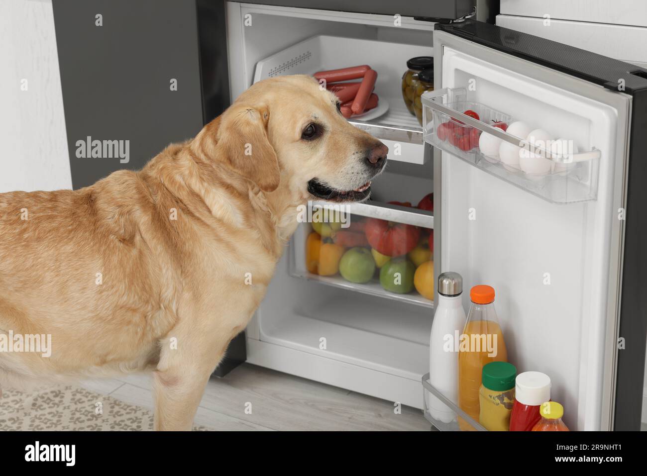 Cute Labrador Retriever near open refrigerator indoors Stock Photo