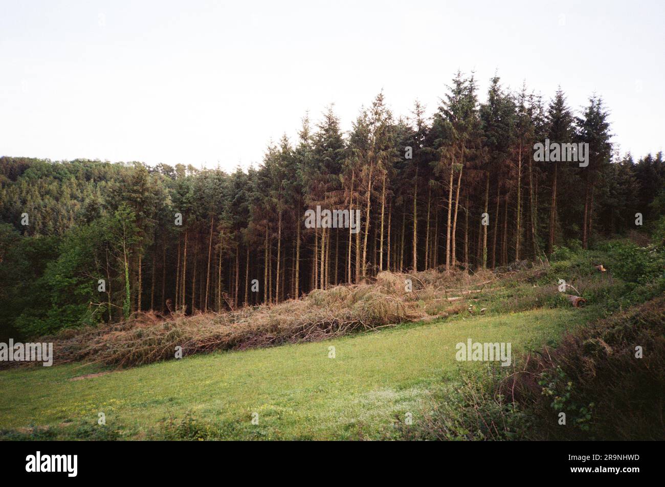 Fir tree plantation being harvested, High Bickington, Devon, England, United Kingdom. Stock Photo