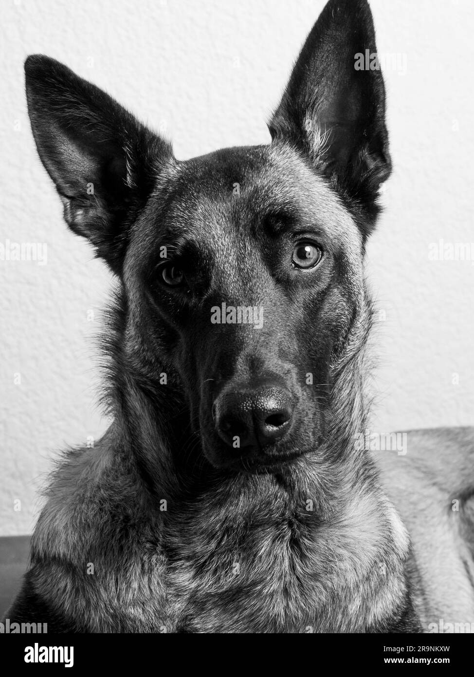 belgian-malinois-dog-black-and-white-stock-photos-images-alamy
