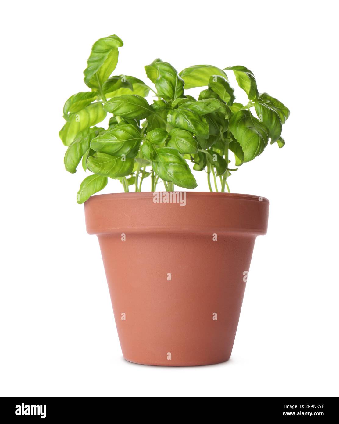 Green basil in clay pot isolated on white Stock Photo - Alamy