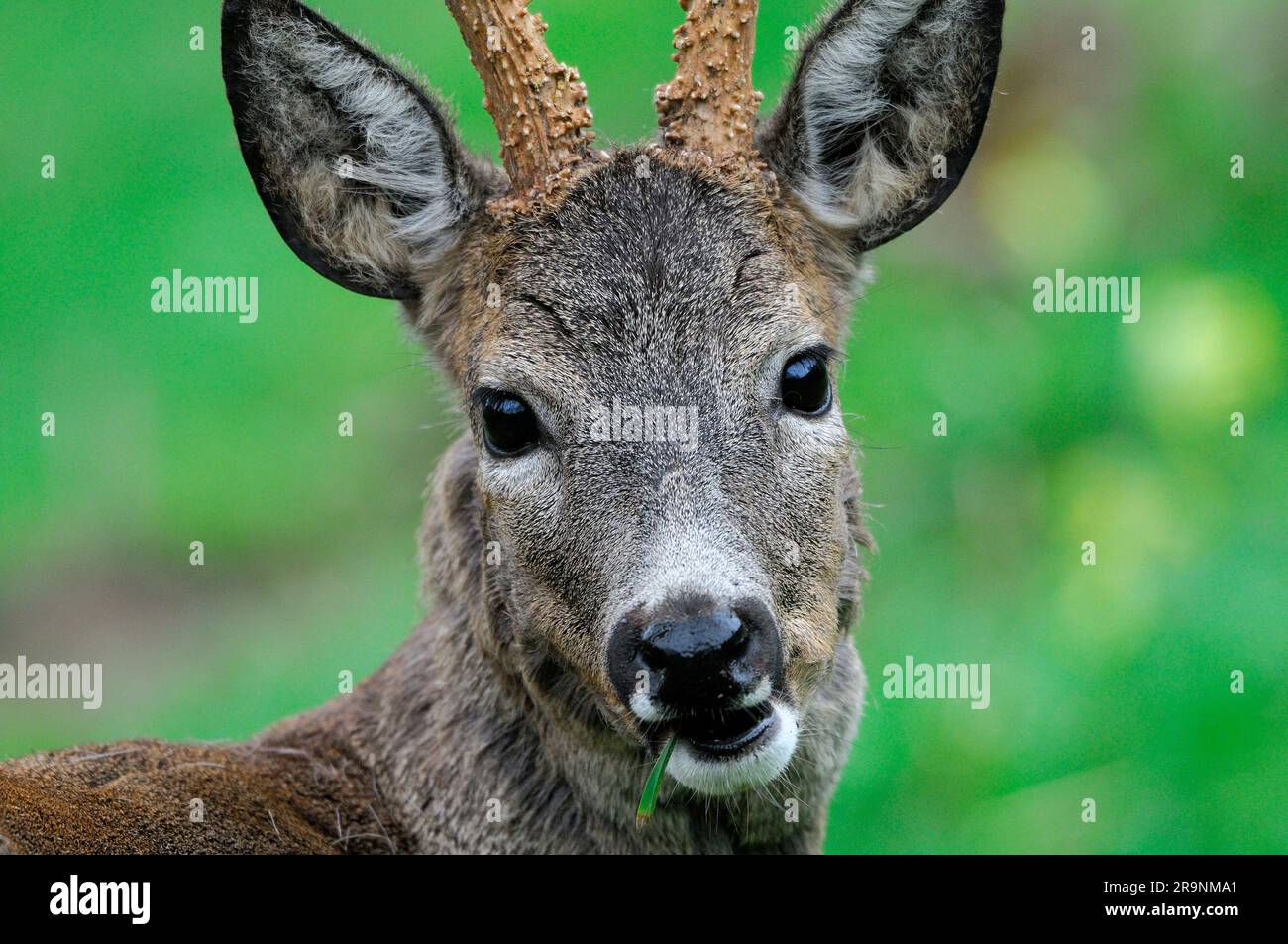 Roe deer Stock Photo