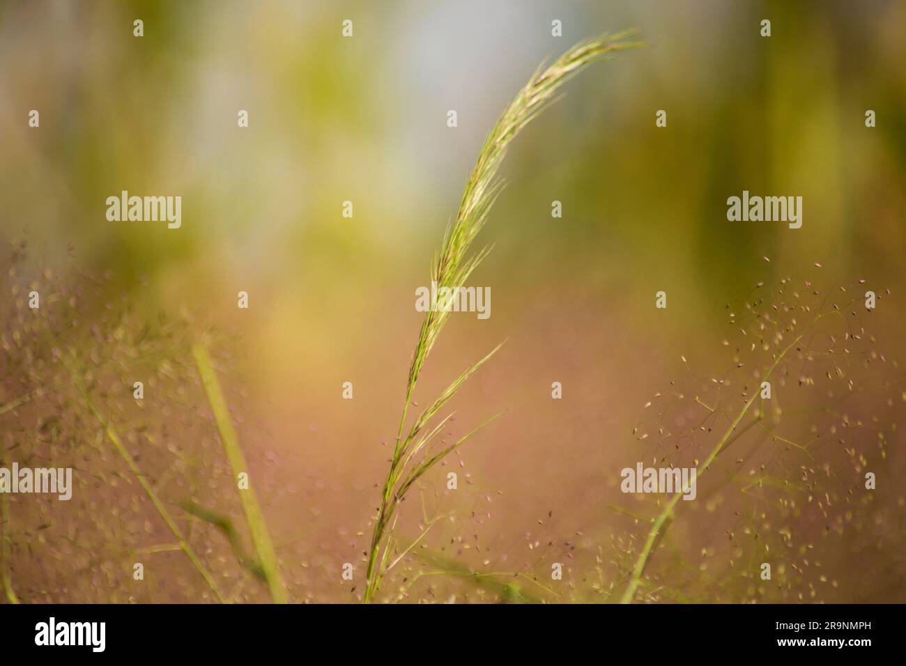 An idyllic scene of Hairy feather grass with a gentle breeze blowing
