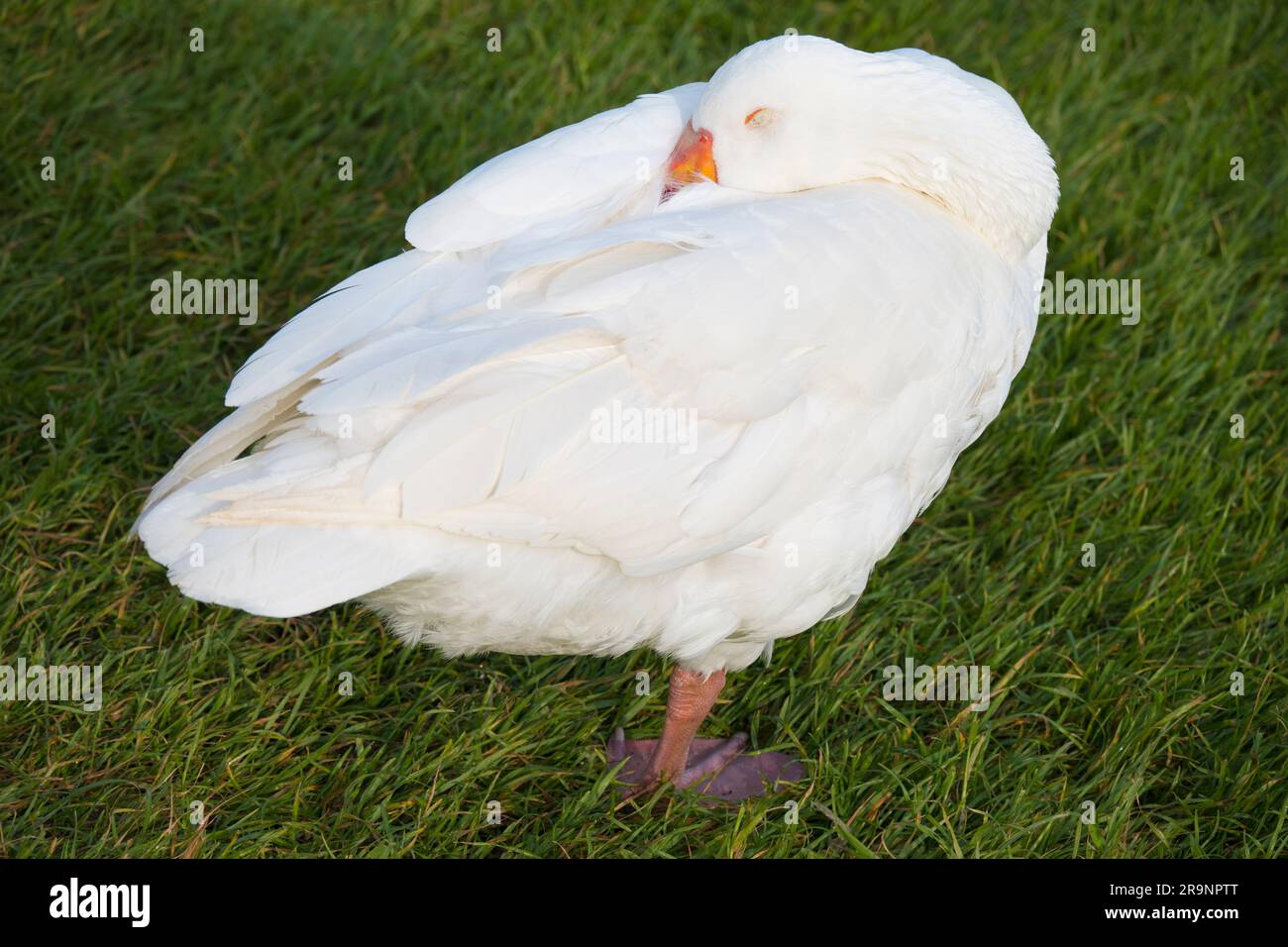 Why do geese often sleep on one leg? One of nature's greatest mysteries