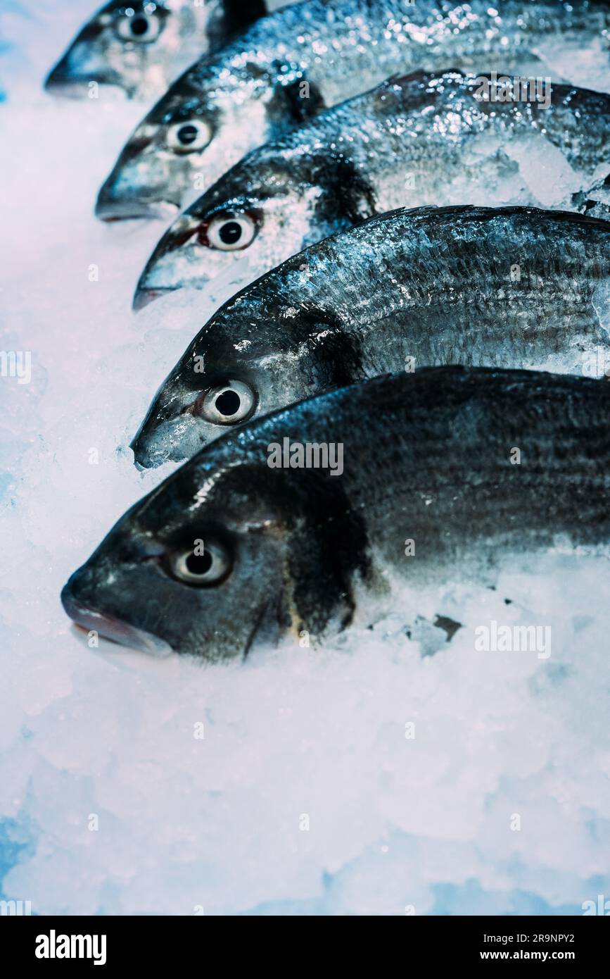 Fresh fish Seabass with ice on iced background. Stock Photo