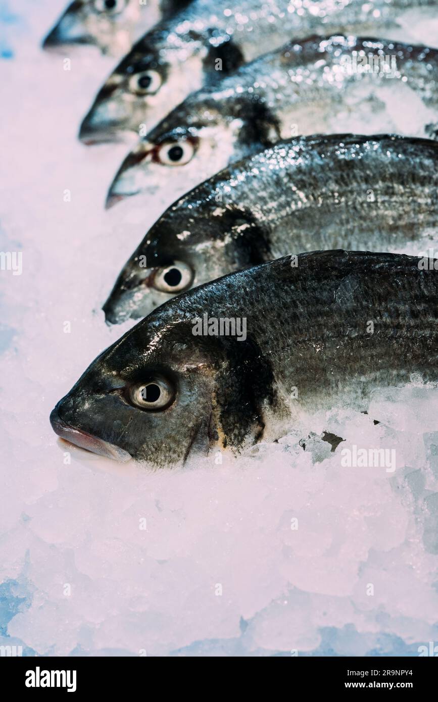 Fresh fish Seabass with ice on iced background. Stock Photo