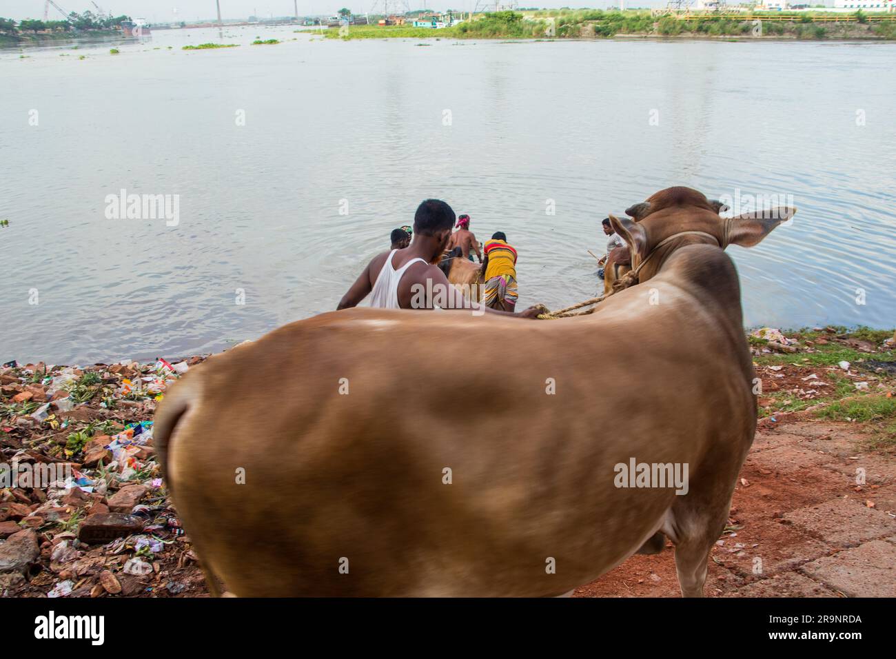 Eid ul adha activity. Farmers are bathing the cow in the river. This photo was captured from Dhaka, Bangladesh on July 25, 2023 Stock Photo