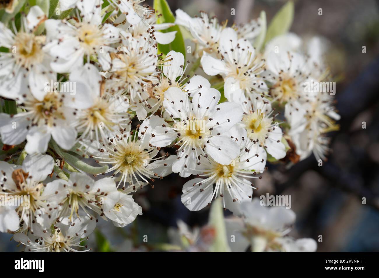 Mandelblättrige Birne, Dornige Birne, Pyrus spinosa, Pyrus amygdaliformis, Almond-leaved Pear, Poirier aux feuilles d'amande, poirier à feuilles d'ama Stock Photo