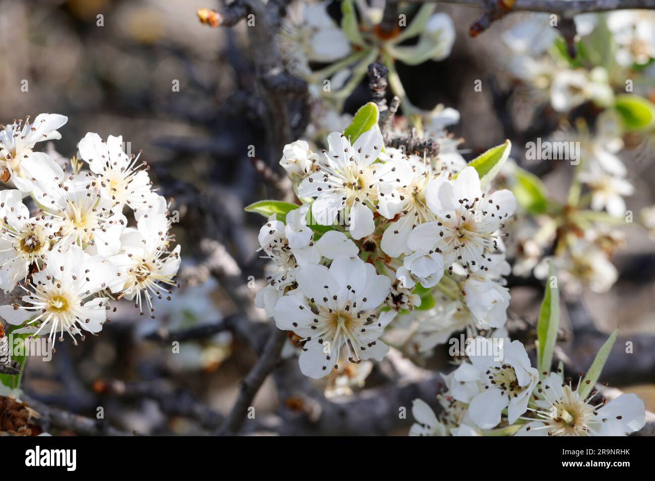 Mandelblättrige Birne, Dornige Birne, Pyrus spinosa, Pyrus amygdaliformis, Almond-leaved Pear, Poirier aux feuilles d'amande, poirier à feuilles d'ama Stock Photo